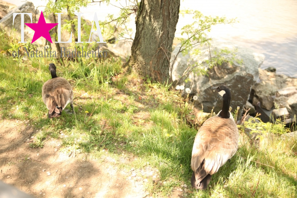 Набережная. Харлем, Верхний Манхэттен, Нью-Йорк