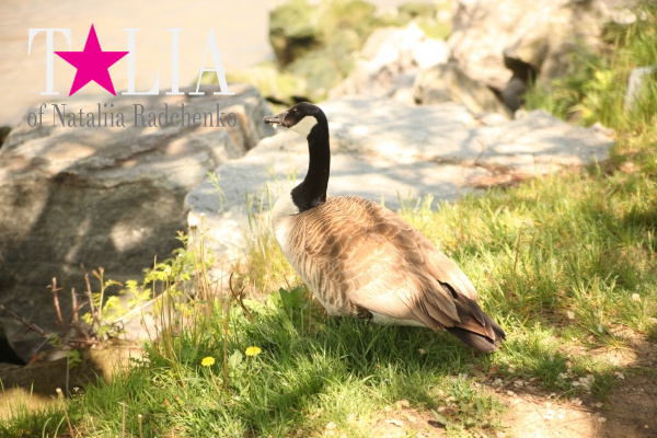 Набережная. Харлем, Верхний Манхэттен, Нью-Йорк