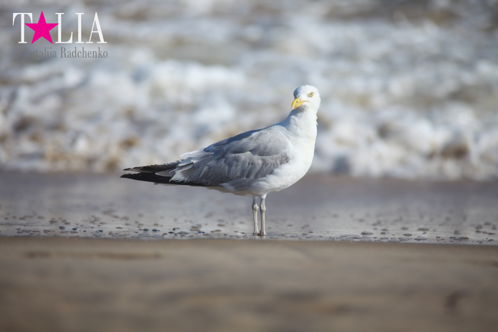 Летний Хэмптонс, Пляж Лонг Айленд, штат Нью-Йорк