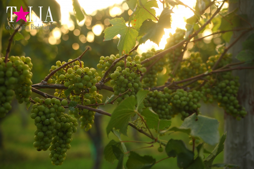 Виноградники Лонг-Айленда, Хэмптонc, штат Нью-Йорк