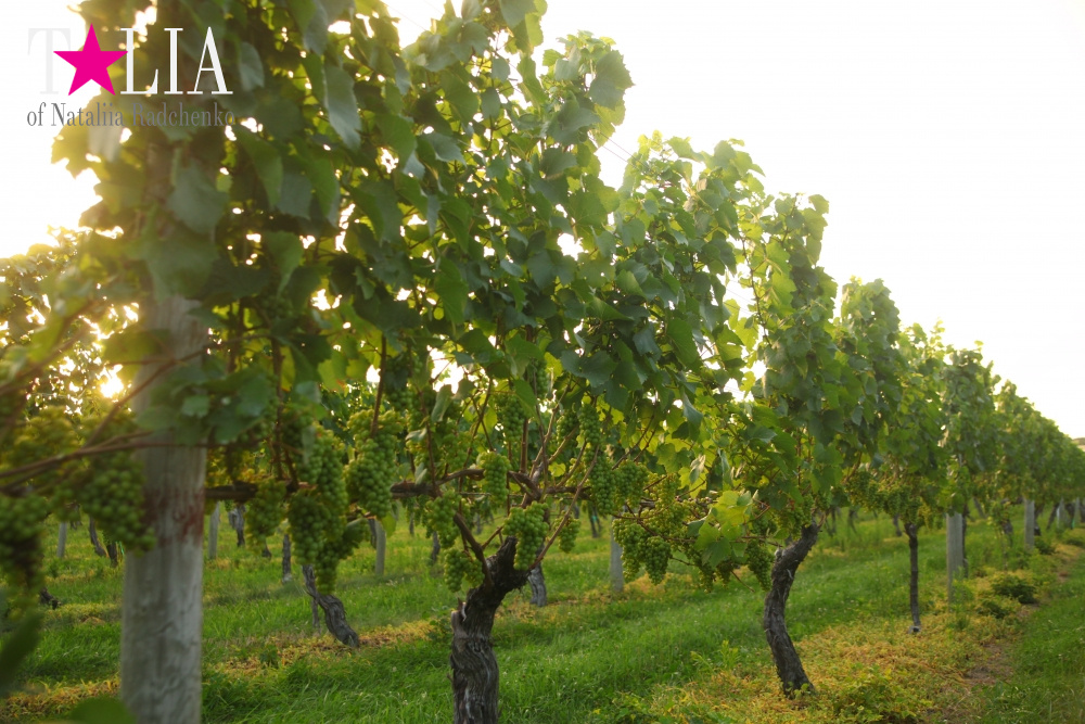 Виноградники Лонг-Айленда, Хэмптонc, штат Нью-Йорк