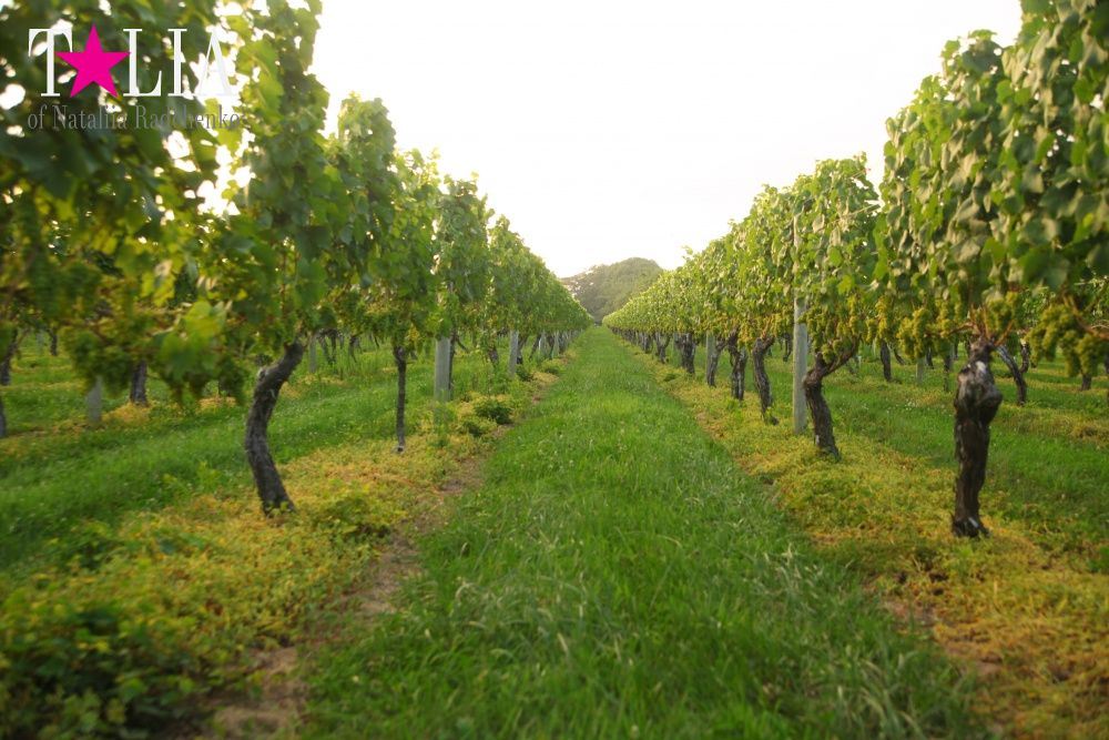Виноградники Лонг-Айленда, Хэмптонc, штат Нью-Йорк
