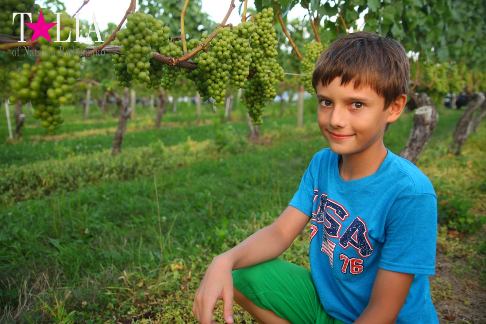 Виноградники Лонг-Айленда, Хэмптонc, штат Нью-Йорк