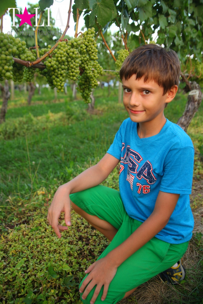 Виноградники Лонг-Айленда, Хэмптонc, штат Нью-Йорк