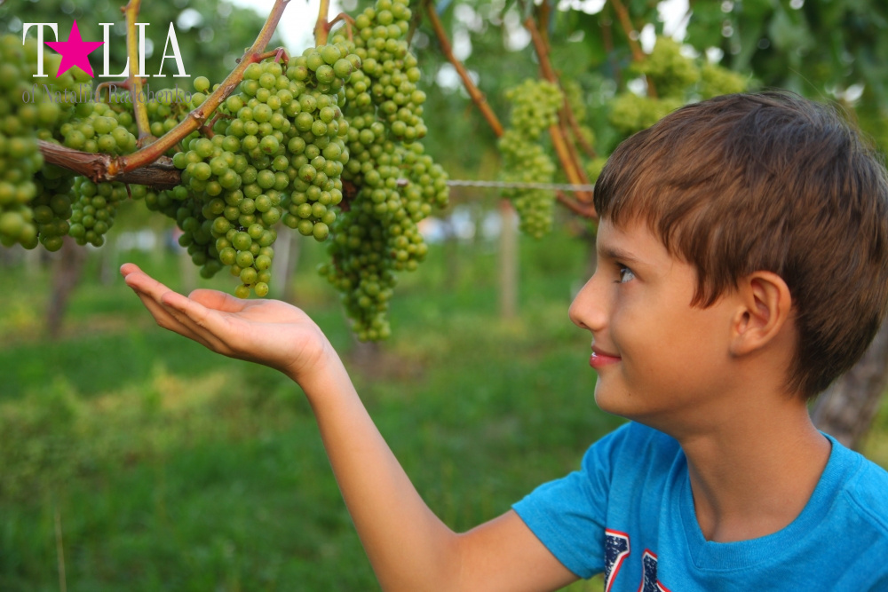 Виноградники Лонг-Айленда, Хэмптонc, штат Нью-Йорк