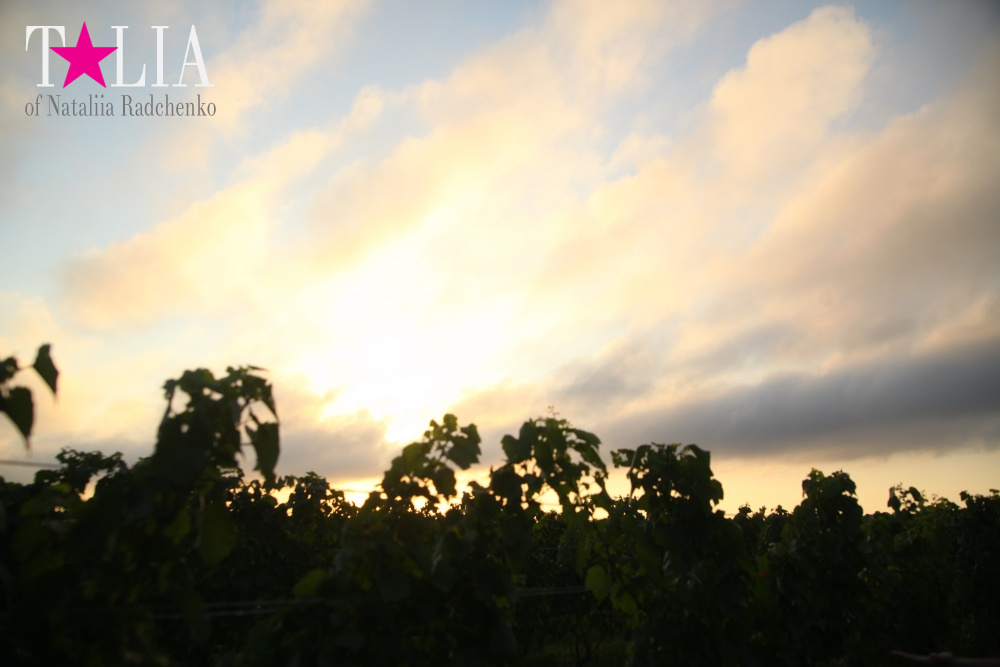 Виноградники Лонг-Айленда, Хэмптонc, штат Нью-Йорк