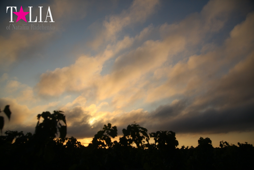 Виноградники Лонг-Айленда, Хэмптонc, штат Нью-Йорк