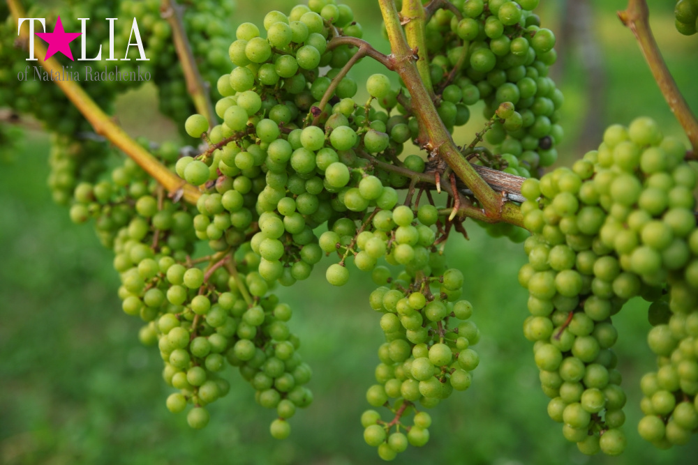 Виноградники Лонг-Айленда, Хэмптонc, штат Нью-Йорк