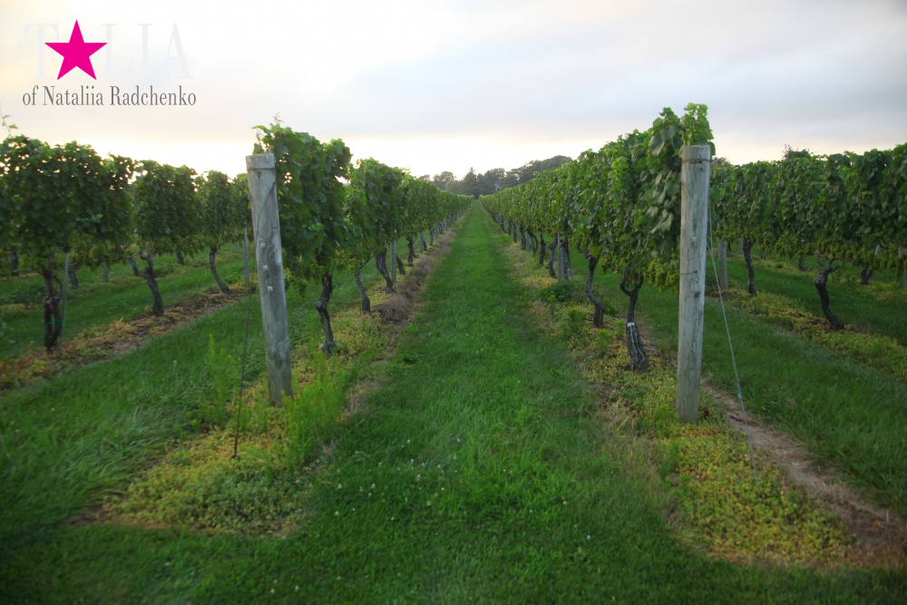 Виноградники Лонг-Айленда, Хэмптонc, штат Нью-Йорк