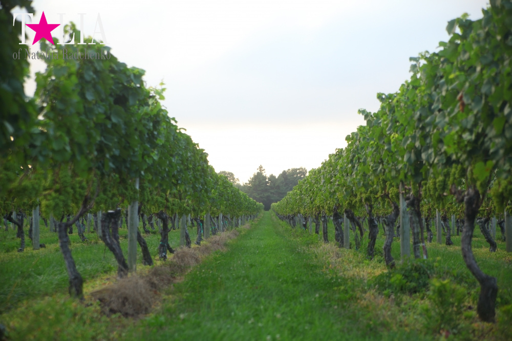 Виноградники Лонг-Айленда, Хэмптонc, штат Нью-Йорк