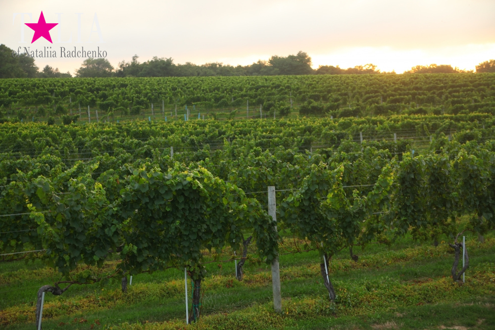 Виноградники Лонг-Айленда, Хэмптонc, штат Нью-Йорк
