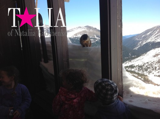 Сурок на вершине. Национальный парк ''Скалистые горы'', Колорадо, США