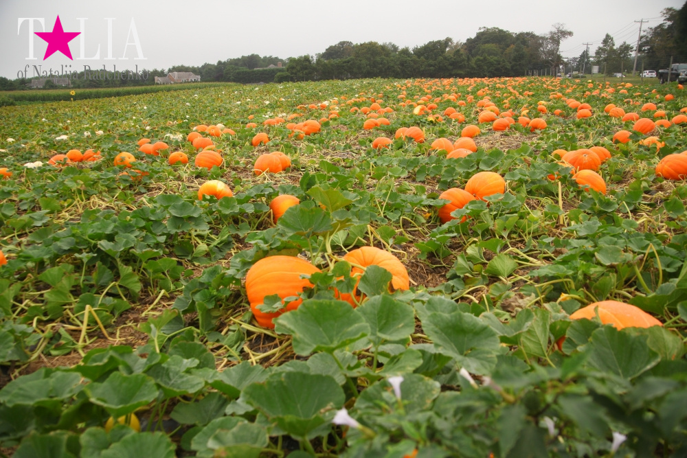 Американское село: фестиваль урожая "HANK'S PUMPKINTOWN, the Hamptons, NY"