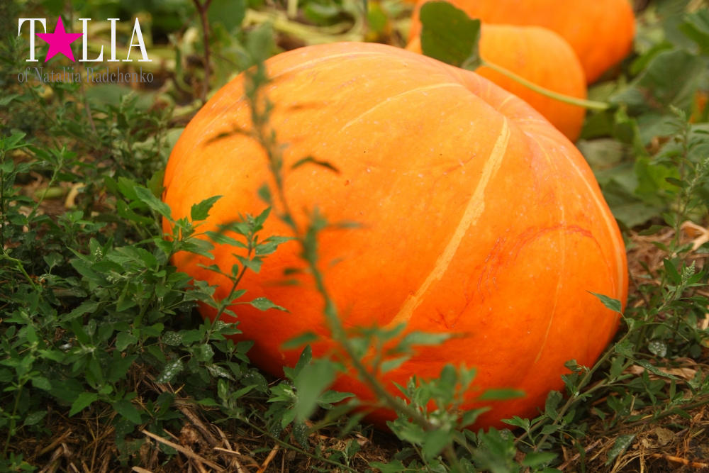 Американское село: фестиваль урожая "HANK'S PUMPKINTOWN, the Hamptons, NY"