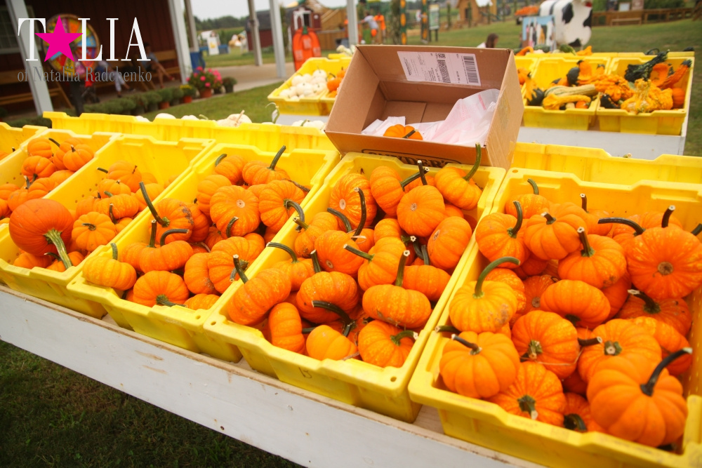 Американское село: фестиваль урожая "HANK'S PUMPKINTOWN, the Hamptons, NY"