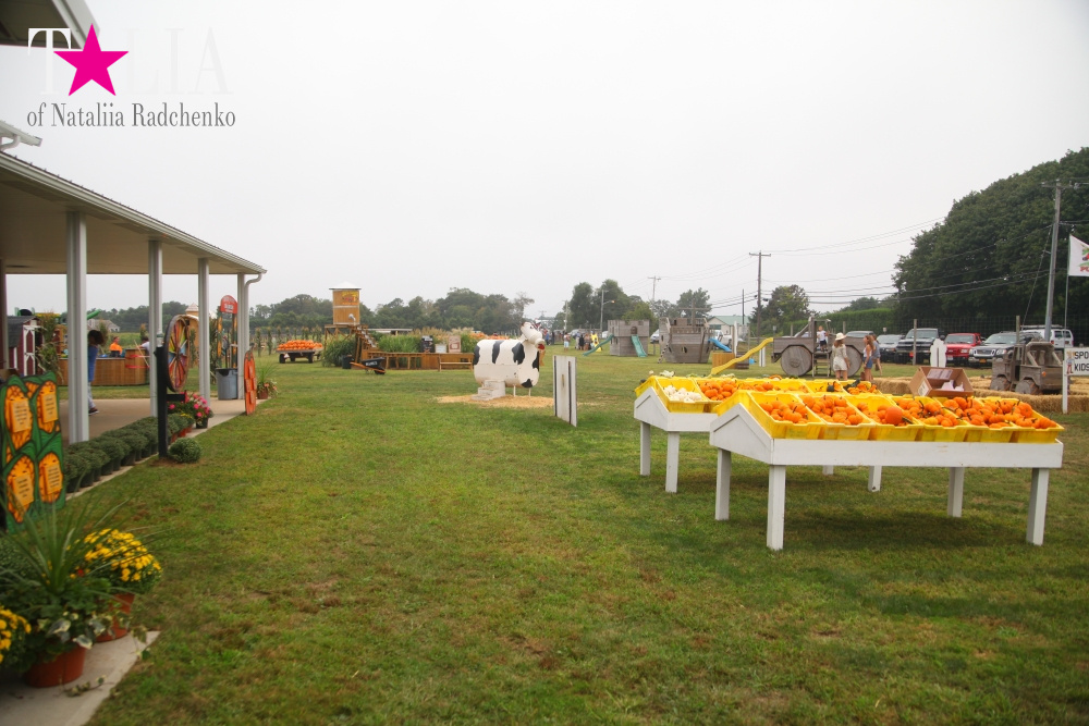Американское село: фестиваль урожая "HANK'S PUMPKINTOWN, the Hamptons, NY"