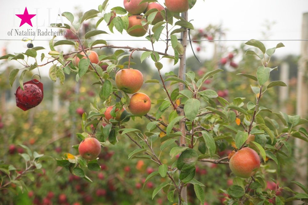 Американское село: фестиваль урожая "HANK'S PUMPKINTOWN, the Hamptons, NY"