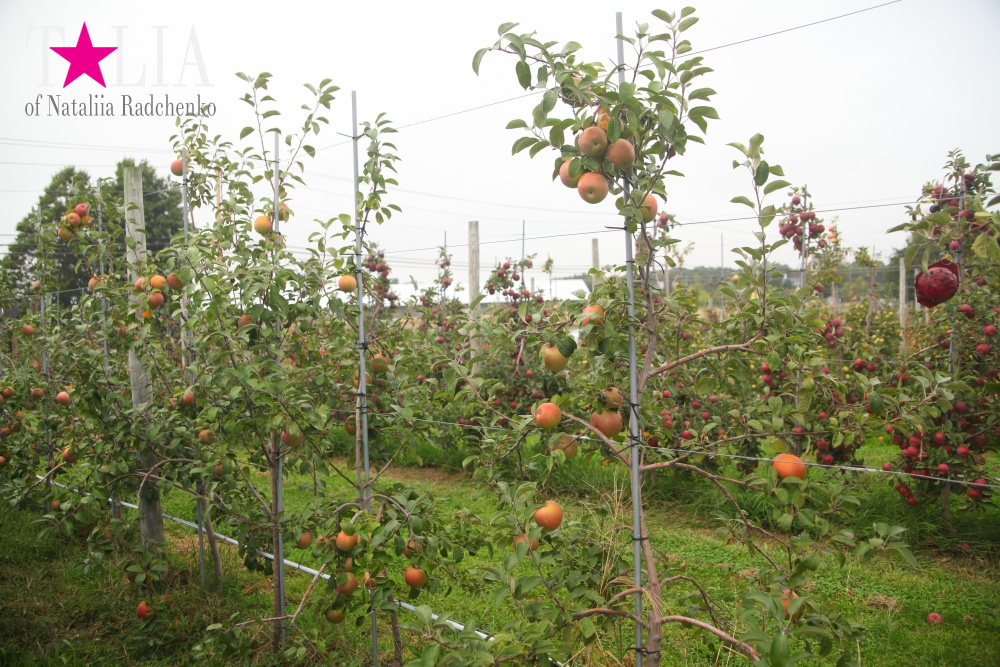 Американское село: фестиваль урожая "HANK'S PUMPKINTOWN, the Hamptons, NY"