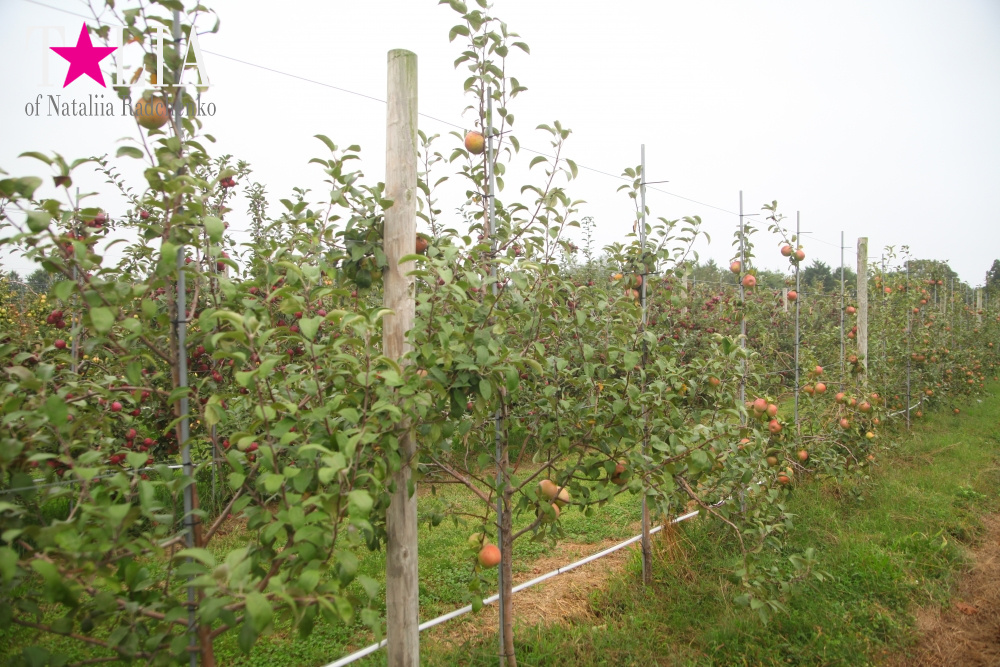 Американское село: фестиваль урожая "HANK'S PUMPKINTOWN, the Hamptons, NY"