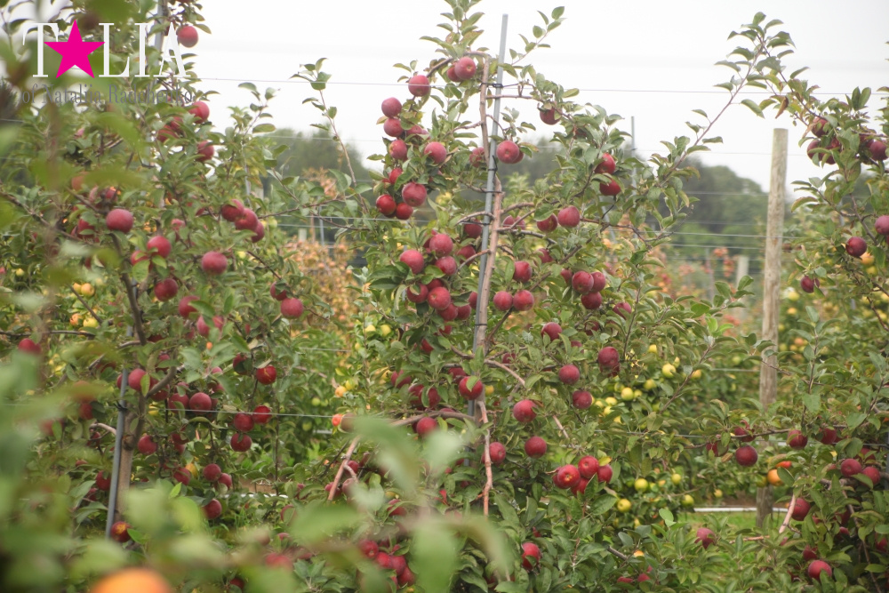 Американское село: фестиваль урожая "HANK'S PUMPKINTOWN, the Hamptons, NY"