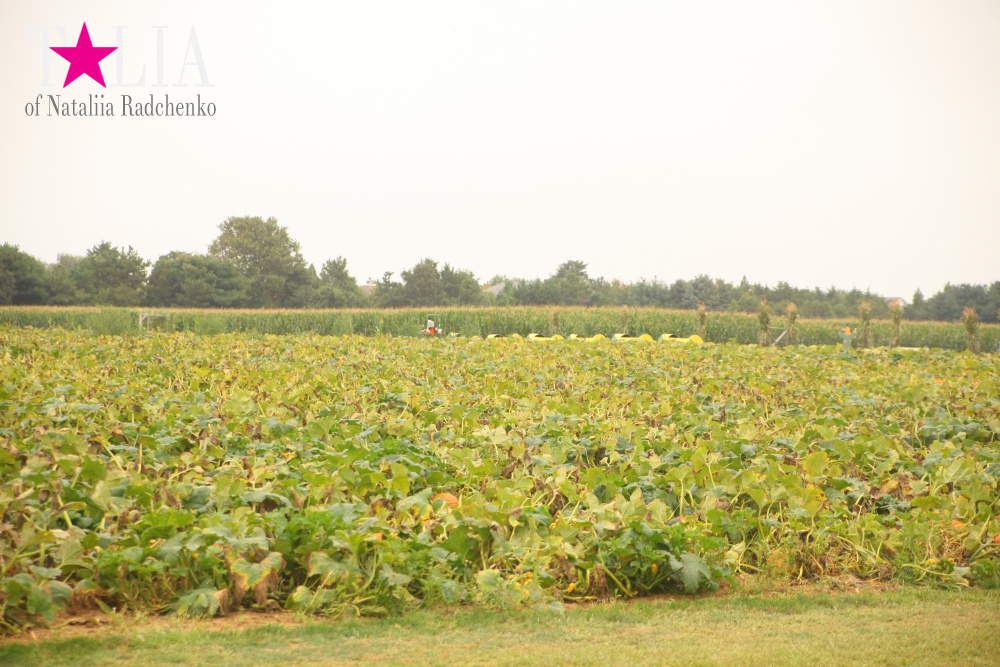 Американское село: фестиваль урожая "HANK'S PUMPKINTOWN, the Hamptons, NY"