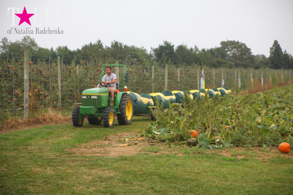 Американское село: фестиваль урожая "HANK'S PUMPKINTOWN, the Hamptons, NY"