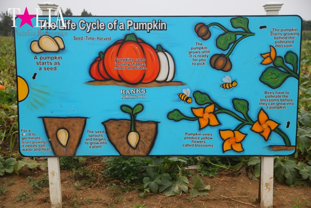 Цикл жизни тыквы!