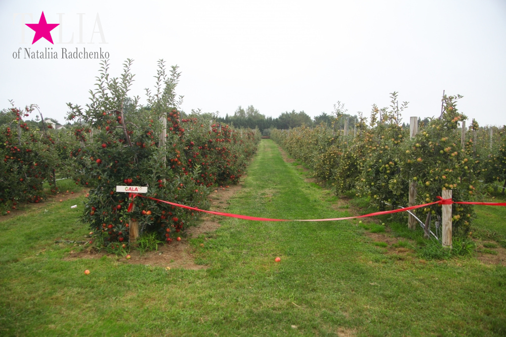 Специально для бабы Гали, мы сняли - сорт яблок Gala!