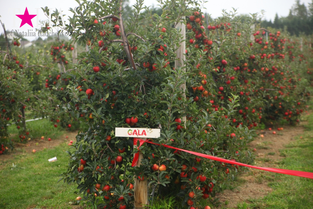 Специально для бабы Гали, мы сняли - сорт яблок Gala!