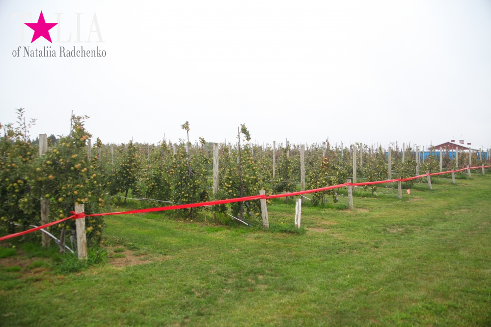 Американское село: фестиваль урожая "HANK'S PUMPKINTOWN, the Hamptons, NY"