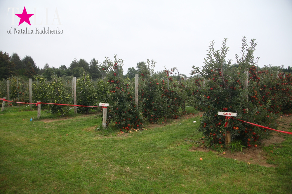Американское село: фестиваль урожая "HANK'S PUMPKINTOWN, the Hamptons, NY"
