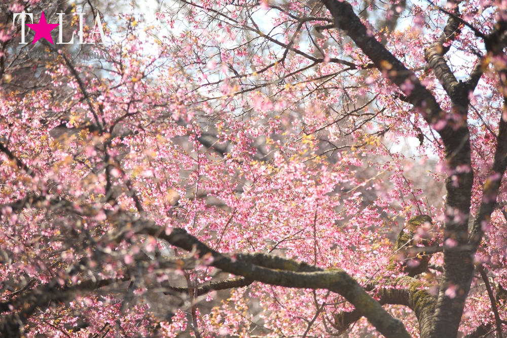 Весна в Бруклинском Ботаническом саду Нью-Йорка (Brooklyn Botanic Garden)