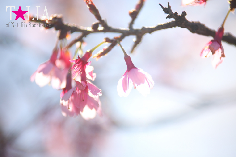 Весна в Бруклинском Ботаническом саду Нью-Йорка (Brooklyn Botanic Garden)