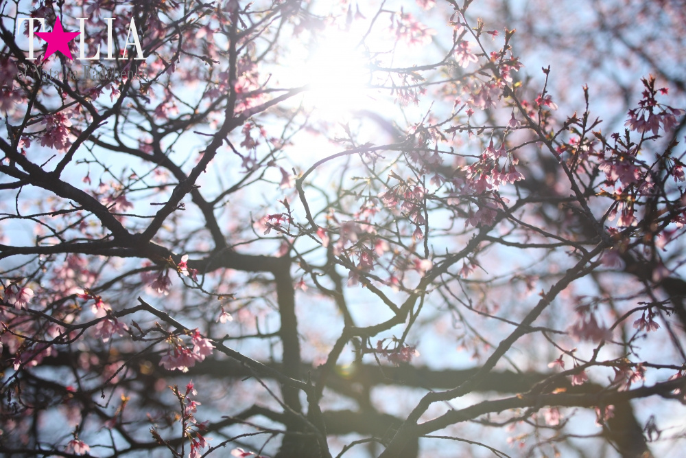 Весна в Бруклинском Ботаническом саду Нью-Йорка (Brooklyn Botanic Garden)