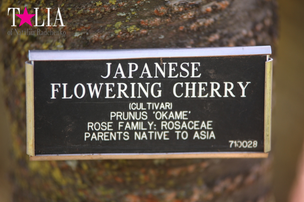 Весна в Бруклинском Ботаническом саду Нью-Йорка (Brooklyn Botanic Garden)