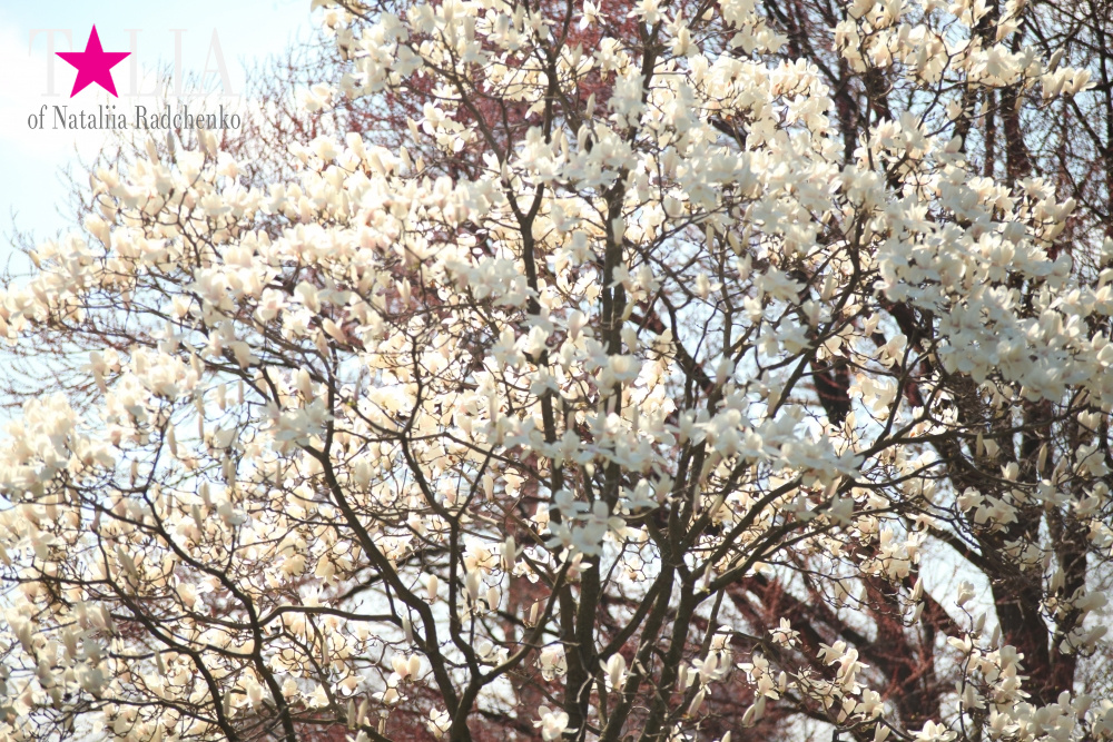 Весна в Бруклинском Ботаническом саду Нью-Йорка (Brooklyn Botanic Garden)