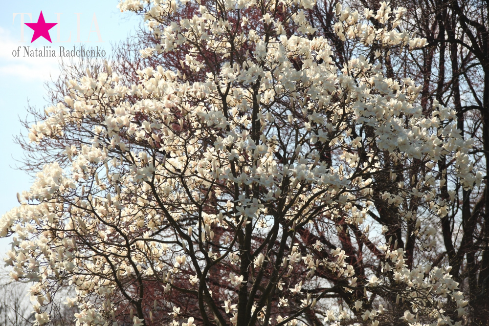 Весна в Бруклинском Ботаническом саду Нью-Йорка (Brooklyn Botanic Garden)