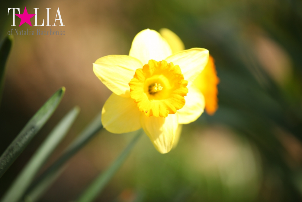 Весна в Бруклинском Ботаническом саду Нью-Йорка (Brooklyn Botanic Garden)