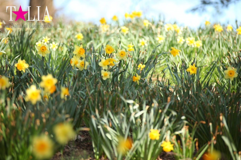 Весна в Бруклинском Ботаническом саду Нью-Йорка (Brooklyn Botanic Garden)