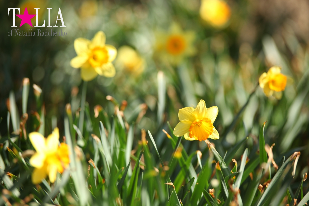 Весна в Бруклинском Ботаническом саду Нью-Йорка (Brooklyn Botanic Garden)