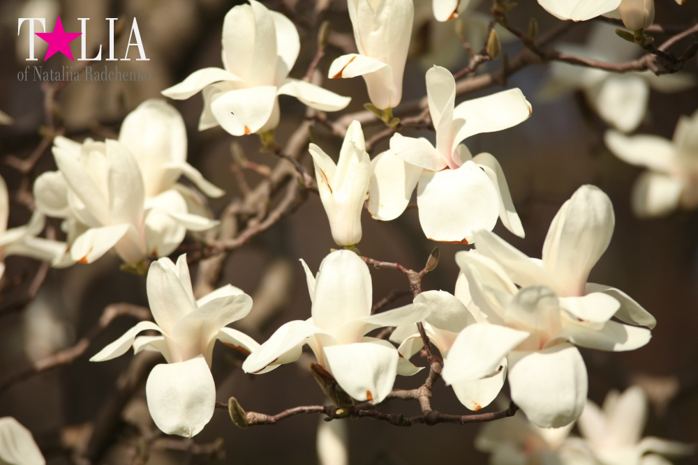 Весна в Бруклинском Ботаническом саду Нью-Йорка (Brooklyn Botanic Garden)