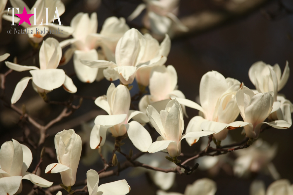 Весна в Бруклинском Ботаническом саду Нью-Йорка (Brooklyn Botanic Garden)
