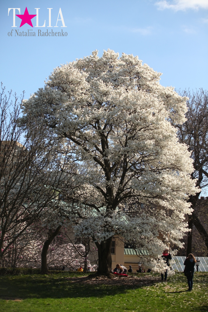 Весна в Бруклинском Ботаническом саду Нью-Йорка (Brooklyn Botanic Garden)