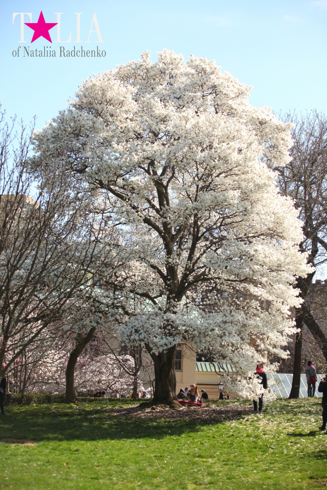 Весна в Бруклинском Ботаническом саду Нью-Йорка (Brooklyn Botanic Garden)