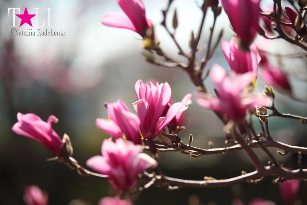 Весна в Бруклинском Ботаническом саду Нью-Йорка (Brooklyn Botanic Garden)