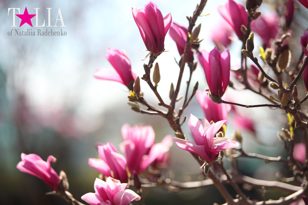 Весна в Бруклинском Ботаническом саду Нью-Йорка (Brooklyn Botanic Garden)