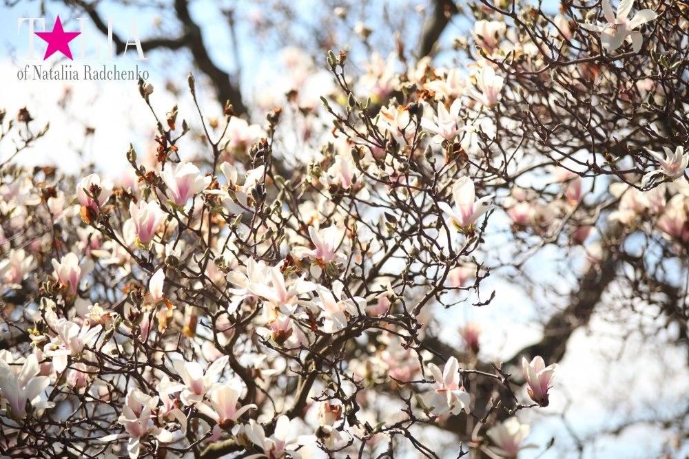 Весна в Бруклинском Ботаническом саду Нью-Йорка (Brooklyn Botanic Garden)