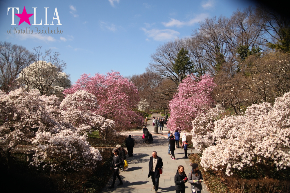 Весна в Бруклинском Ботаническом саду Нью-Йорка (Brooklyn Botanic Garden)