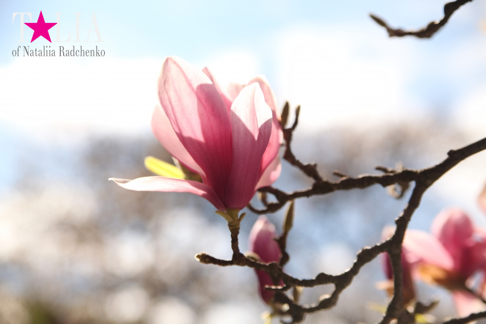Весна в Бруклинском Ботаническом саду Нью-Йорка (Brooklyn Botanic Garden)