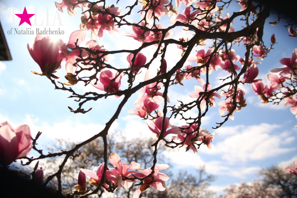 Весна в Бруклинском Ботаническом саду Нью-Йорка (Brooklyn Botanic Garden)